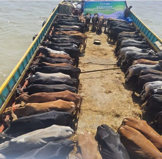 Cow distribution in Bhasanchar Rohingya community