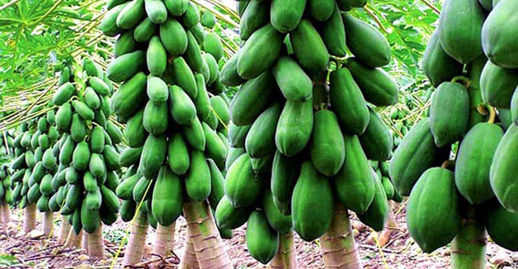 পেঁপে চাষ