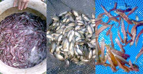 মাছের পোনা