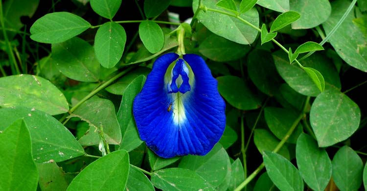 ফুলের বাগানে রাখুন অপরাজিতা ফুল