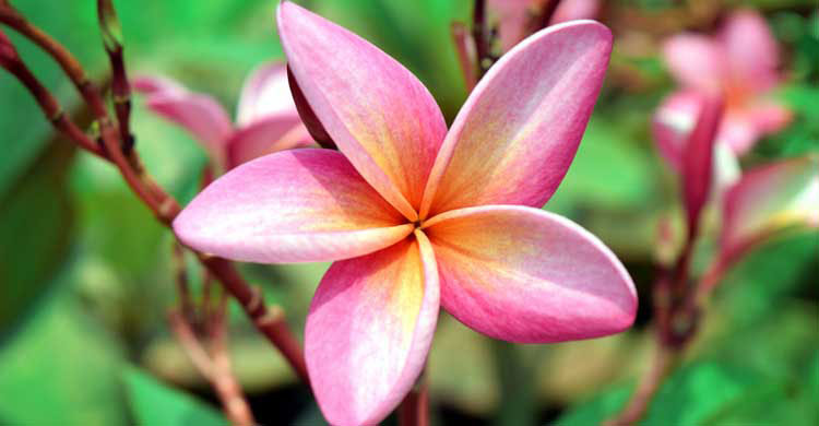 কাঠ গোলাপের কাটিং
