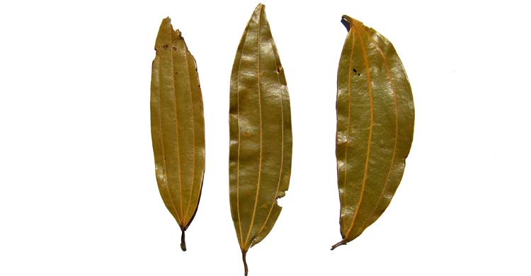 তেজপাতা