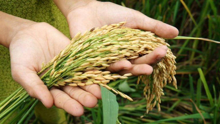 Food Security in Bangladesh