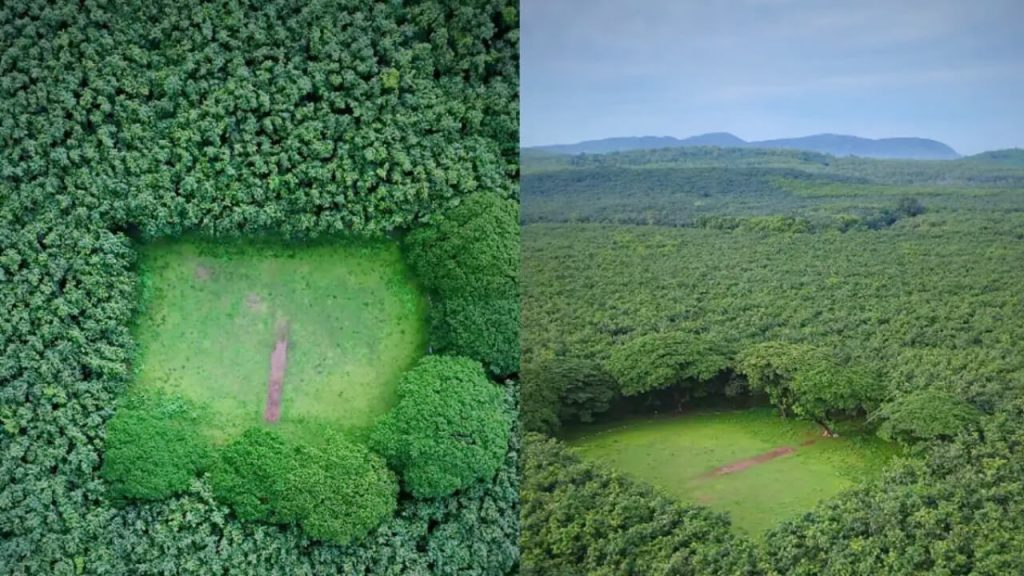 cricket field indian forest