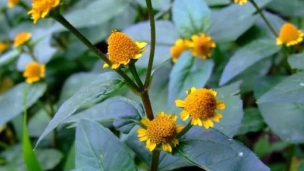 উষনি শাক