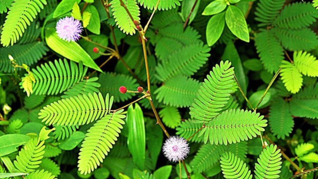 লজ্জাবতী 