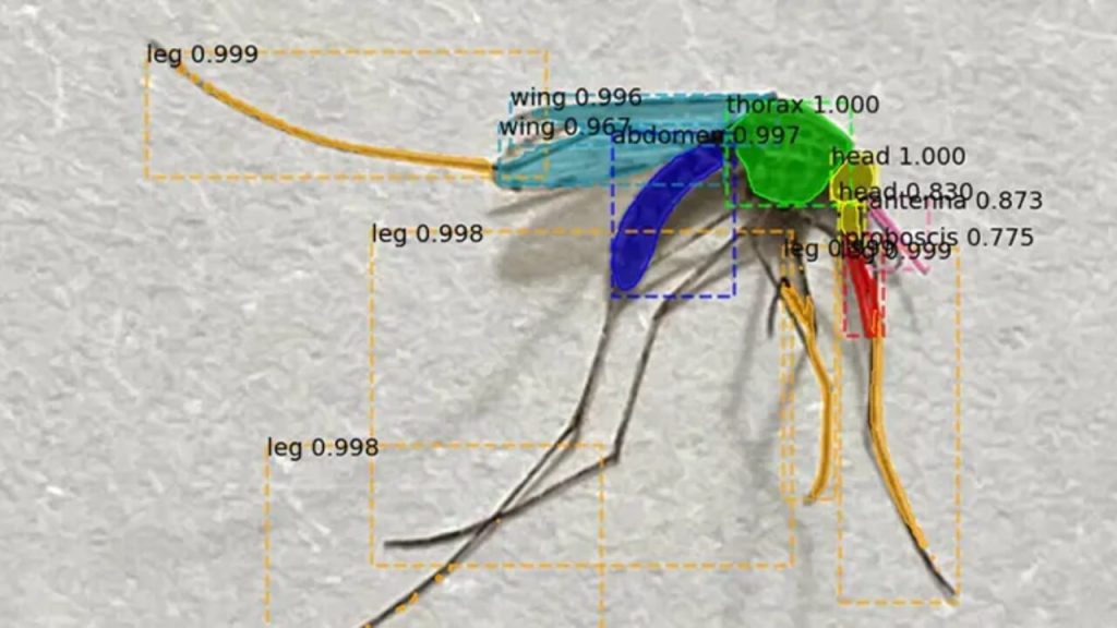 মশাবাহিত রোগ
