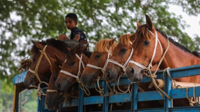 ঘোড়া কেন মাটিতে শুয়ে ঘুমায় না, কেন দাঁড়িয়ে ঘুমায়