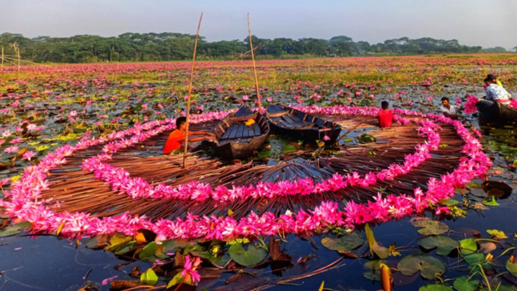 সাতলা গ্রামে শাপলা বিলে