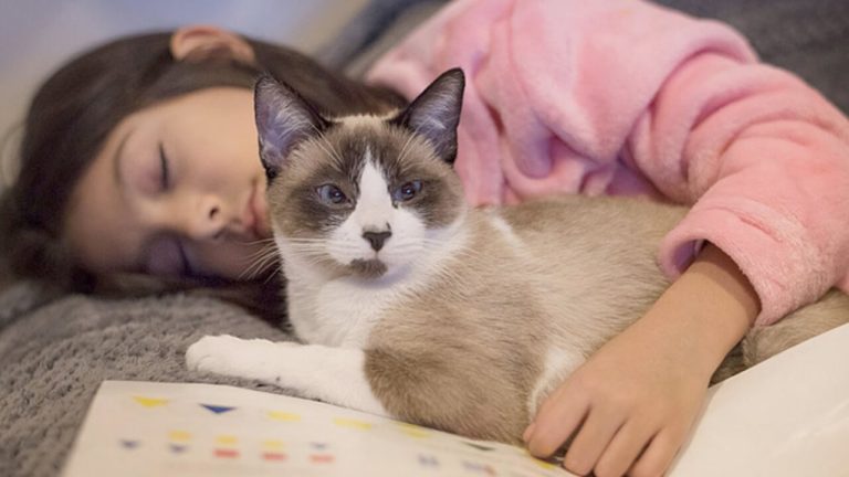 বিড়াল দত্তকে মিলবে ফ্ল্যাট ও টাকা বিড়াল