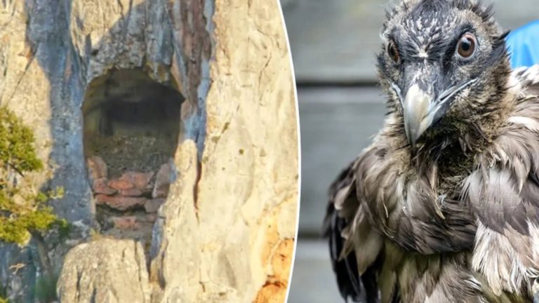 শকুনের বাসায় ৬৭৫ বছরের বিস্ময় শকুনের বাসা