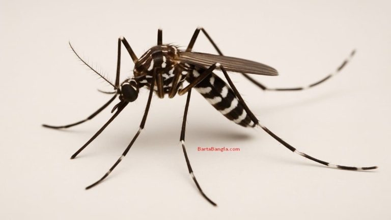 ডেঙ্গুতে ২৪ ঘণ্টায় আরও চারজনের মৃত্যু dengue mosquito picture