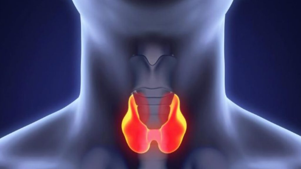 থাইরয়েড